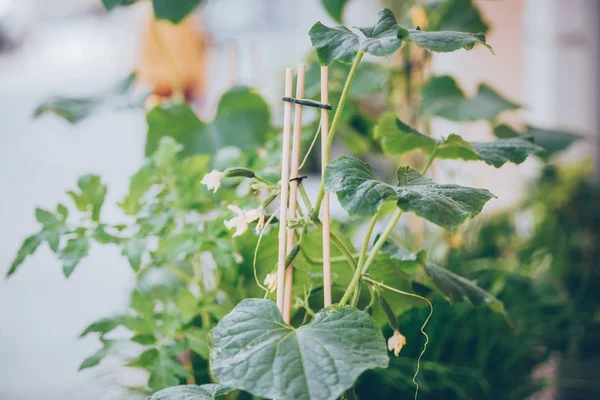 Mudas de pepino em casa — Fotografia de Stock