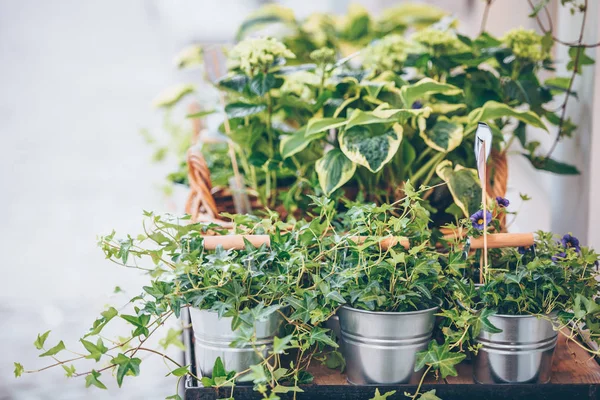 Plants in the pots placed on the table — Stock Photo, Image