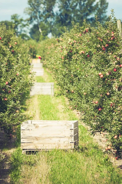 Apple ogród pełen riped czerwone owoce — Zdjęcie stockowe