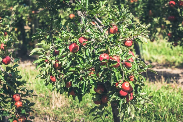 Jardín de manzanas lleno de frutas rojas rasgadas — Foto de Stock