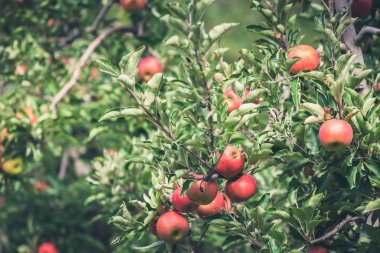 Elma Bahçe riped kırmızı meyve dolu