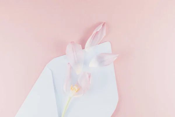 Tulipán rosa con pétalos en sobre de papel abierto — Foto de Stock