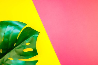 Tropikal orman palm monstera parlak sarı ve pembe kağıt arka plan üzerinde bırakır. Yaz yaratıcı düz metin için kavram şablon koymak