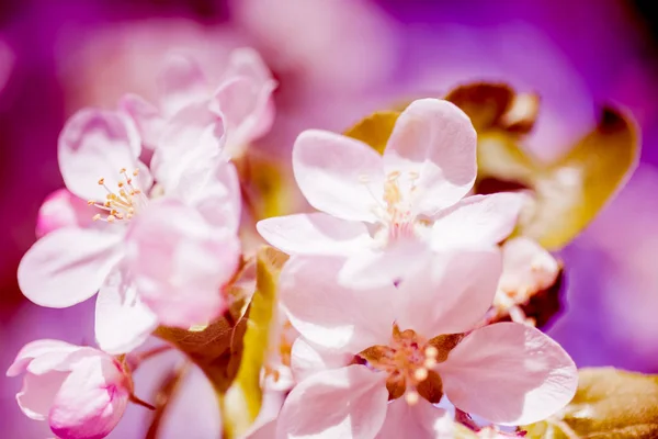 Alma Virágok Homályos Természet Háttérhez Képest Tavaszi Virágok Kreatív Makró — Stock Fotó