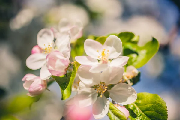Maçã Floresce Sobre Fundo Natureza Turva Flores Primavera Imagem Macro — Fotografia de Stock