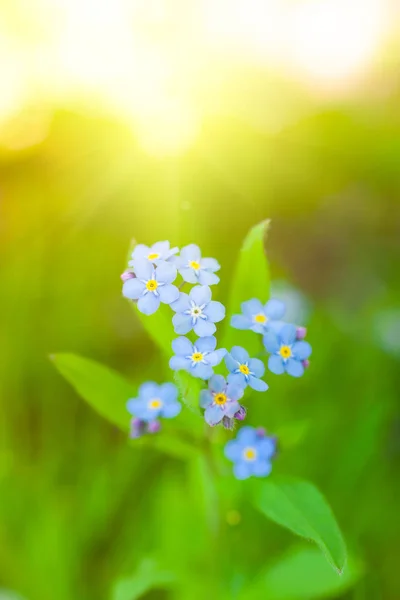 ユニークな青いワスレナグサの花は 春の庭のイメージを閉じます 浅い被写し界深度 — ストック写真