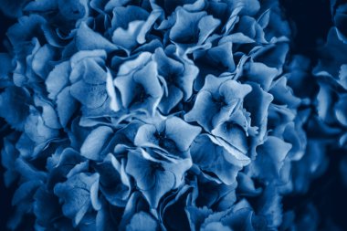 Ortanca çiçeklerinin mavi tonlarını kapat