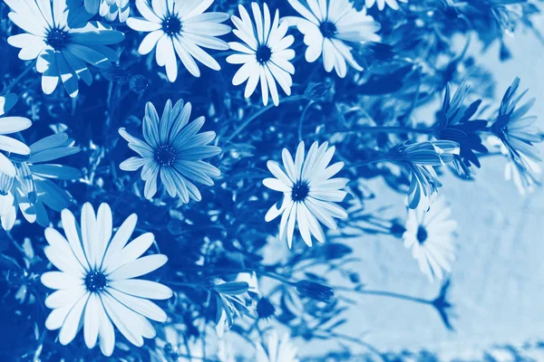 Osteospermum flowerbed blue toned — Stock Photo, Image