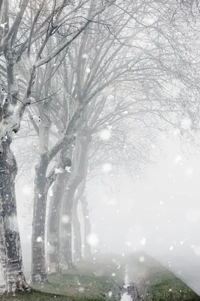 Misty Winter rural landscape with country road