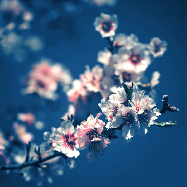 Rosa blommor blommande persika träd blå tonade — Stockfoto