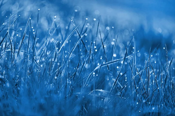 Свежая трава с утренней росой голубого тонуса — стоковое фото