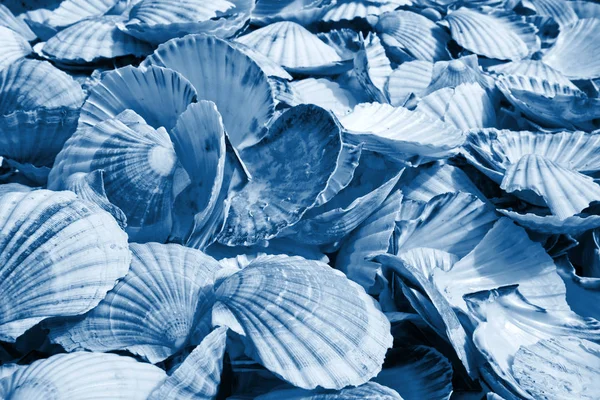 Deniz kabuğu yığınları klasik mavi tonlu arkaplan — Stok fotoğraf