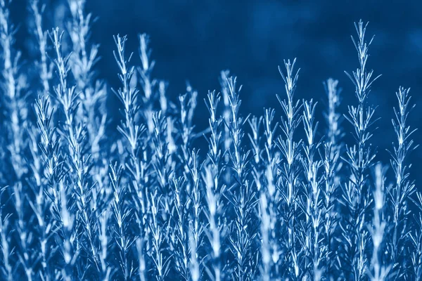 Verse rozemarijn kruid groeiende blauw getinte — Stockfoto