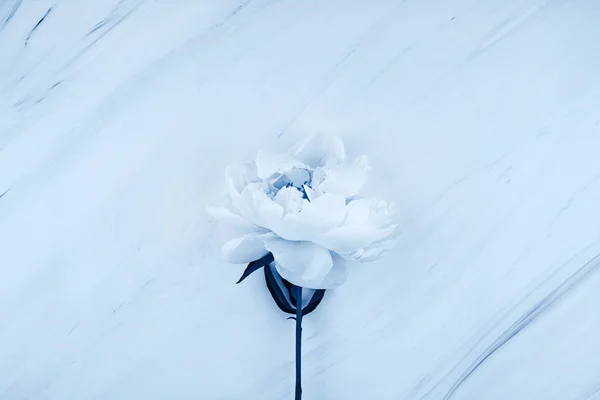 Beyaz şakayık çiçeği mermer arka planda mavi tonda — Stok fotoğraf