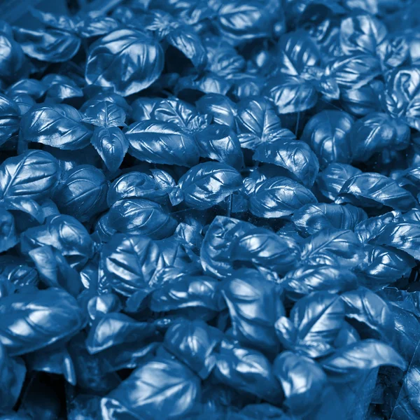 Basilic frais au marché agricole tonique bleu — Photo