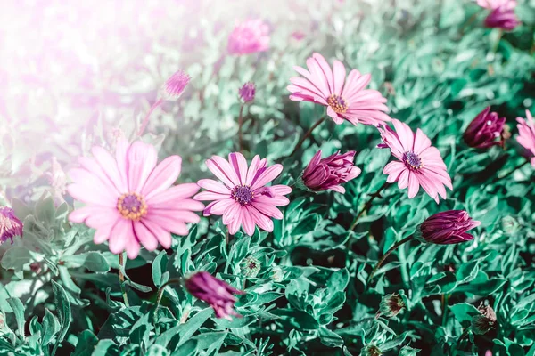Floral backdrop with pink flowers — Stock Photo, Image