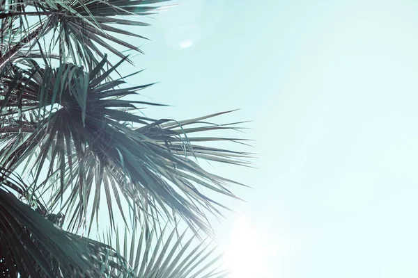Ramos de palmeira tonificados na cor neo hortelã — Fotografia de Stock