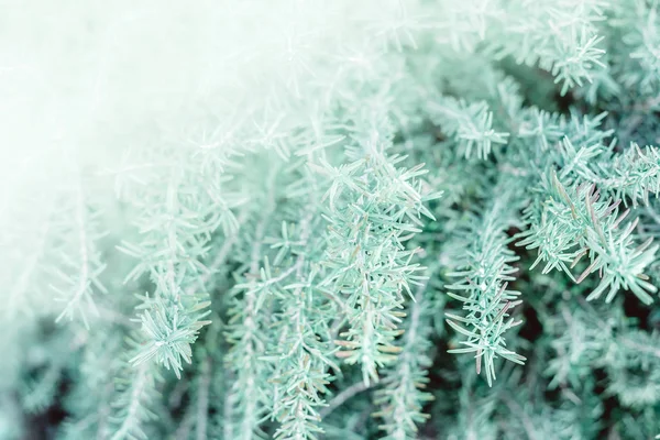 Verde rosmarino pianta botanico sfondo naturale — Foto Stock