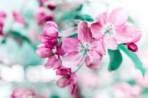 Blommande rosa äppelträd grenar på våren — Stockfoto