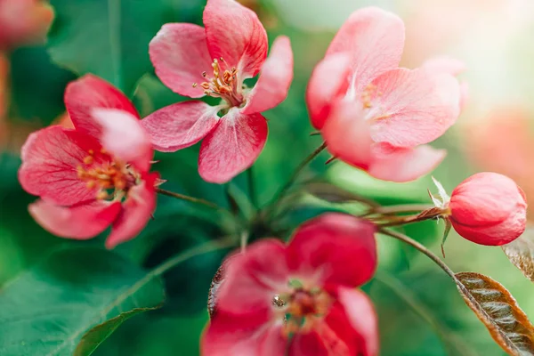 Blühende rosafarbene Äste im Frühling — Stockfoto
