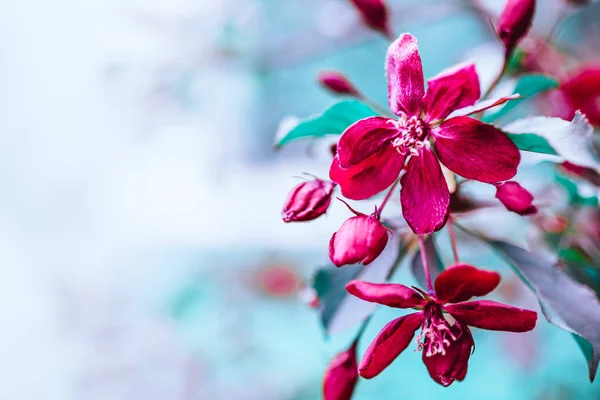 İlkbaharda açan pembe elma dalları — Stok fotoğraf