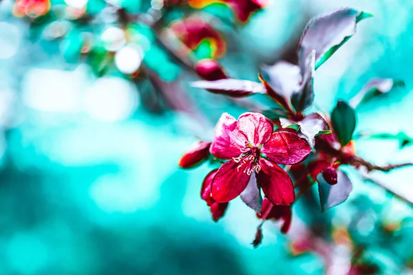春にピンクのリンゴの木の枝を咲かせる — ストック写真