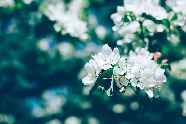 Blommande vita äppelträd grenar på våren — Stockfoto