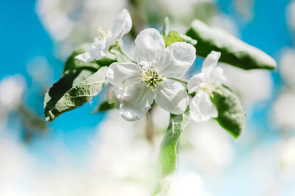 Virágzó fehér almafa ágak tavasszal — Stock Fotó
