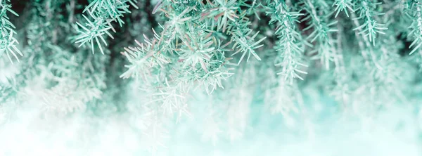 Grüne Rosmarinpflanze Botanischen Natürlichen Hintergrund Frische Kräuterkulisse Mit Kopierraum Breites — Stockfoto