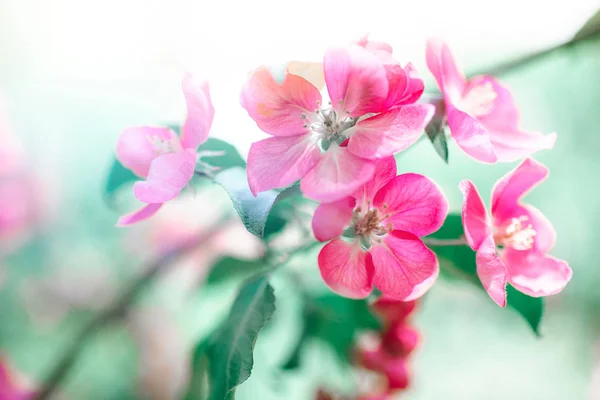 Çiçek Açan Parlak Pembe Elma Ağacı Çiçekleriyle Bahar Arkaplanı Güneş — Stok fotoğraf