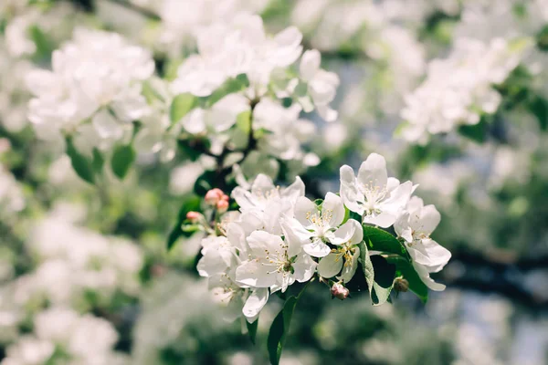 Fondo Primavera Con Flores Manzano Blanco Flor Hermosa Escena Natural —  Fotos de Stock