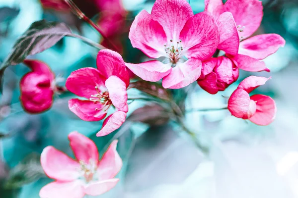 明るいピンクのリンゴの木の花が咲く春の背景 太陽の光で美しい自然シーン コピースペースでオーチャード抽象的なぼやけた春の背景 イースター晴れた日ムーディー大胆な色 — ストック写真