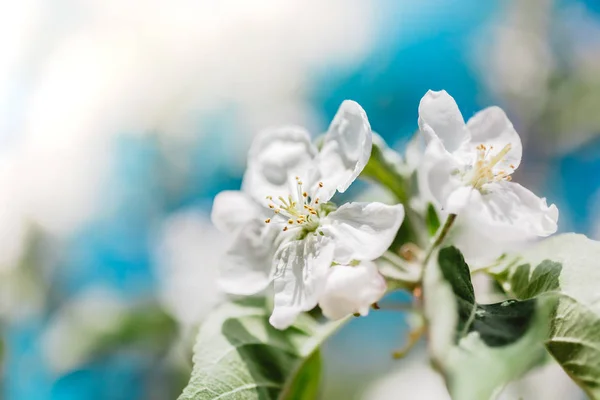 白いリンゴの木の花が咲く春の背景 太陽の光で美しい自然シーン コピースペースでオーチャード抽象的なぼやけた春の背景 晴れた日のイースター — ストック写真