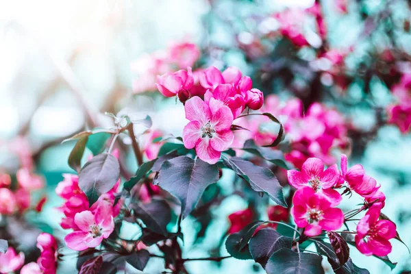 明るいピンクのリンゴの木の花が咲く春の背景 太陽の光で美しい自然シーン コピースペースでオーチャード抽象的なぼやけた春の背景 イースター晴れた日ムーディー大胆な色 — ストック写真