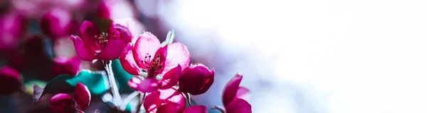 Fondo Primavera Con Flores Manzano Color Rosa Brillante Floreciente Hermosa — Foto de Stock
