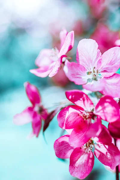 Άνοιξη Φόντο Ανθισμένα Φωτεινά Ροζ Λουλούδια Μηλιά Όμορφη Φύση Σκηνή — Φωτογραφία Αρχείου