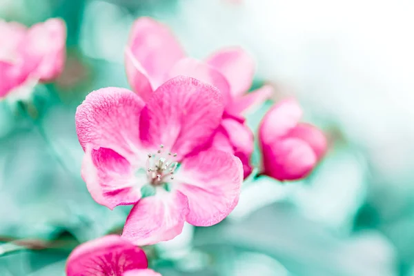 Vår Bakgrund Med Blommande Ljusa Rosa Äppelträd Blommor Vacker Naturscen — Stockfoto