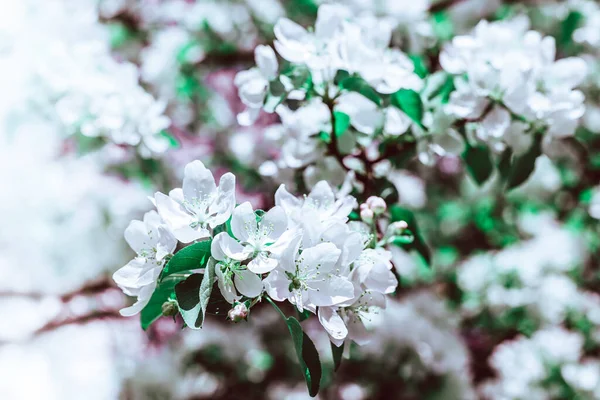 白いリンゴの木の花が咲く春の背景 太陽の光で美しい自然シーン オーチャード抽象的なぼやけた春の背景 晴れた日にイースター トンでフィルターした写真 — ストック写真