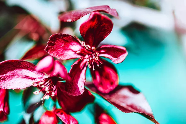 明るいピンクのリンゴの木の花が咲く春の背景 太陽の光で美しい自然シーン コピースペースでオーチャード抽象的なぼやけた春の背景 イースター晴れた日ムーディー大胆な色 — ストック写真