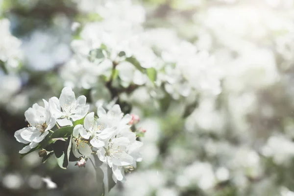 白いリンゴの木の花が咲く春の背景 太陽の光で美しい自然シーン オーチャード抽象的なぼやけた春の背景 晴れた日にイースター トンでフィルターした写真 — ストック写真