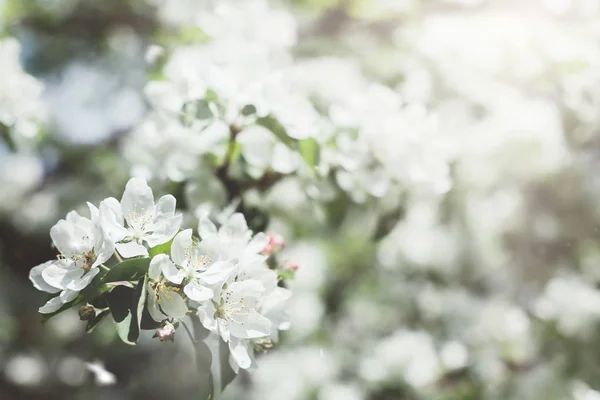 Våren Bakgrund Med Blommande Vita Äppelträd Blommor Vacker Naturscen Med — Stockfoto