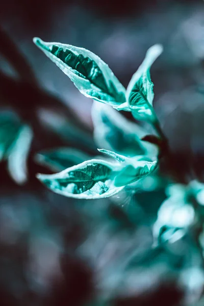 Planta Verde Botânica Fundo Natural Fundo Ervas Frescas Com Espaço — Fotografia de Stock