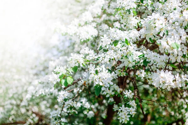 Fondo Primavera Con Flores Manzano Blanco Flor Hermosa Escena Natural —  Fotos de Stock