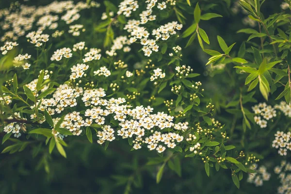Φυσικό Floral Σκηνικό Λευκά Λουλούδια Από Ανθισμένα Κλαδιά Spiraea Στον — Φωτογραφία Αρχείου