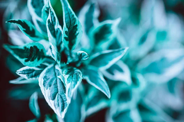 绿色植物植物的天然背景 新鲜草本植物背景及复印空间 — 图库照片