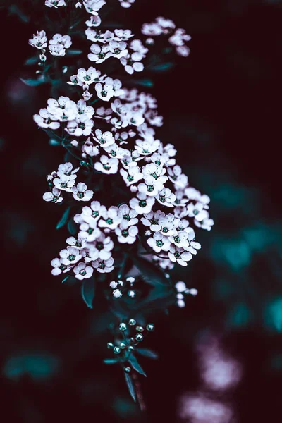 濃いムーディー屋外紫色の色調の庭に花を咲かせるスピラエアの枝の白い花と花の背景 コピースペース付き自然植物の背景 — ストック写真