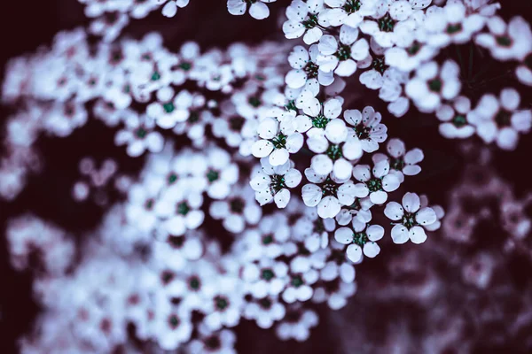 Donkere Moody Bloemen Achtergrond Met Witte Bloemen Van Bloeiende Spiraea — Stockfoto