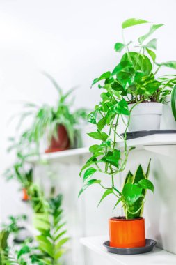 Yeşil saksı bitkileri beyaz arka planda ev dekorasyonu. Ev işleri konsepti. Işıl ışıl İskandinav tarzıyla kapalı bahçe