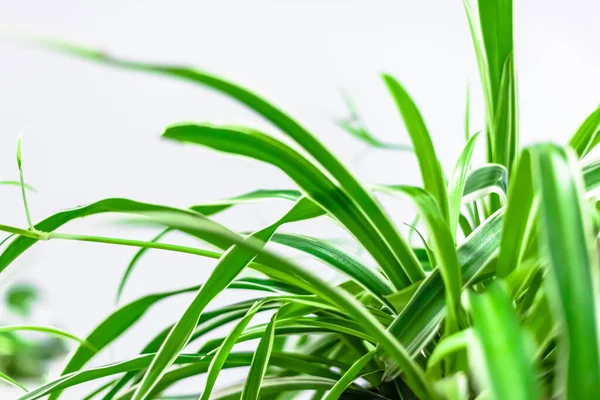 Decorazione Domestica Verde Piante Appartamento Vaso Sfondo Bianco Concetto Giardinaggio — Foto Stock