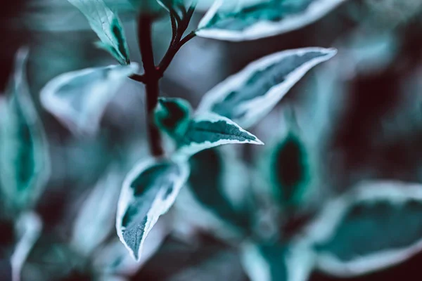 Grön Växt Botaniska Naturliga Bakgrund Färsk Örtbakgrund Med Kopieringsutrymme — Stockfoto